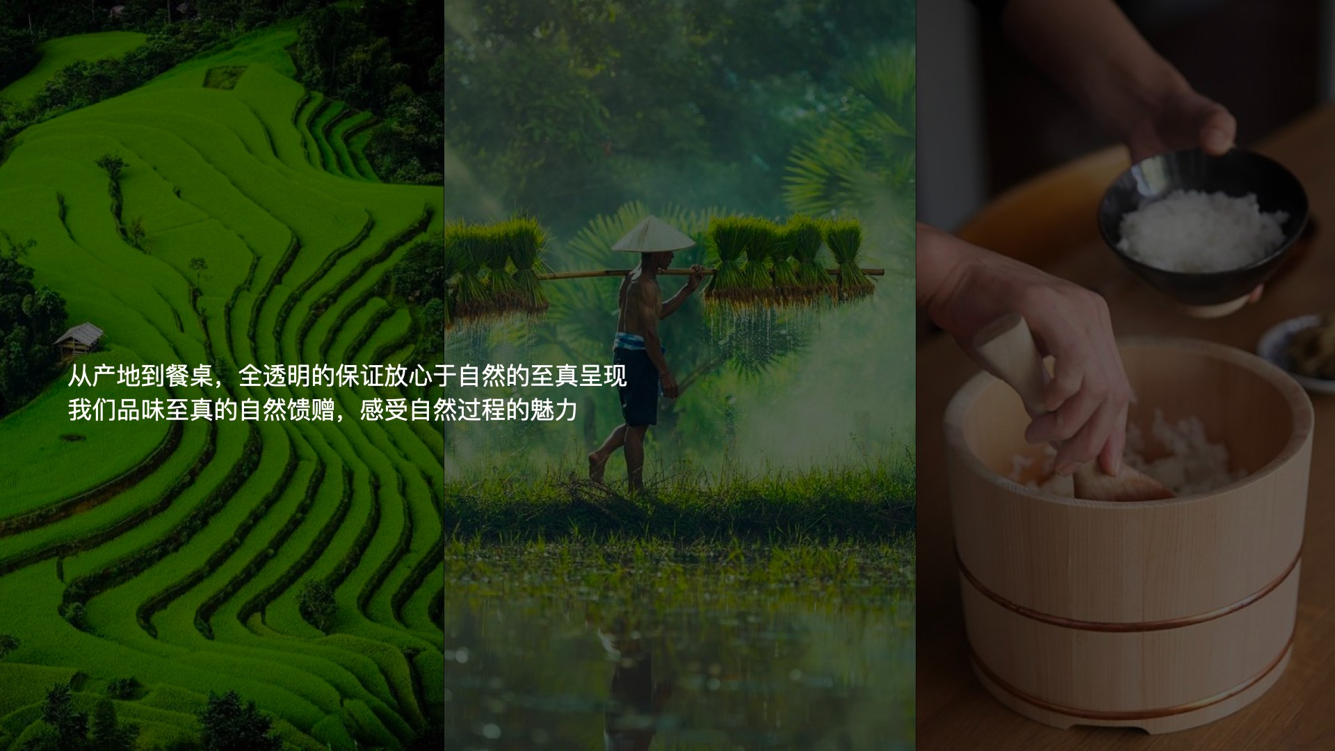 4雜糧項(xiàng)目_視覺概念_12:26.003.jpg