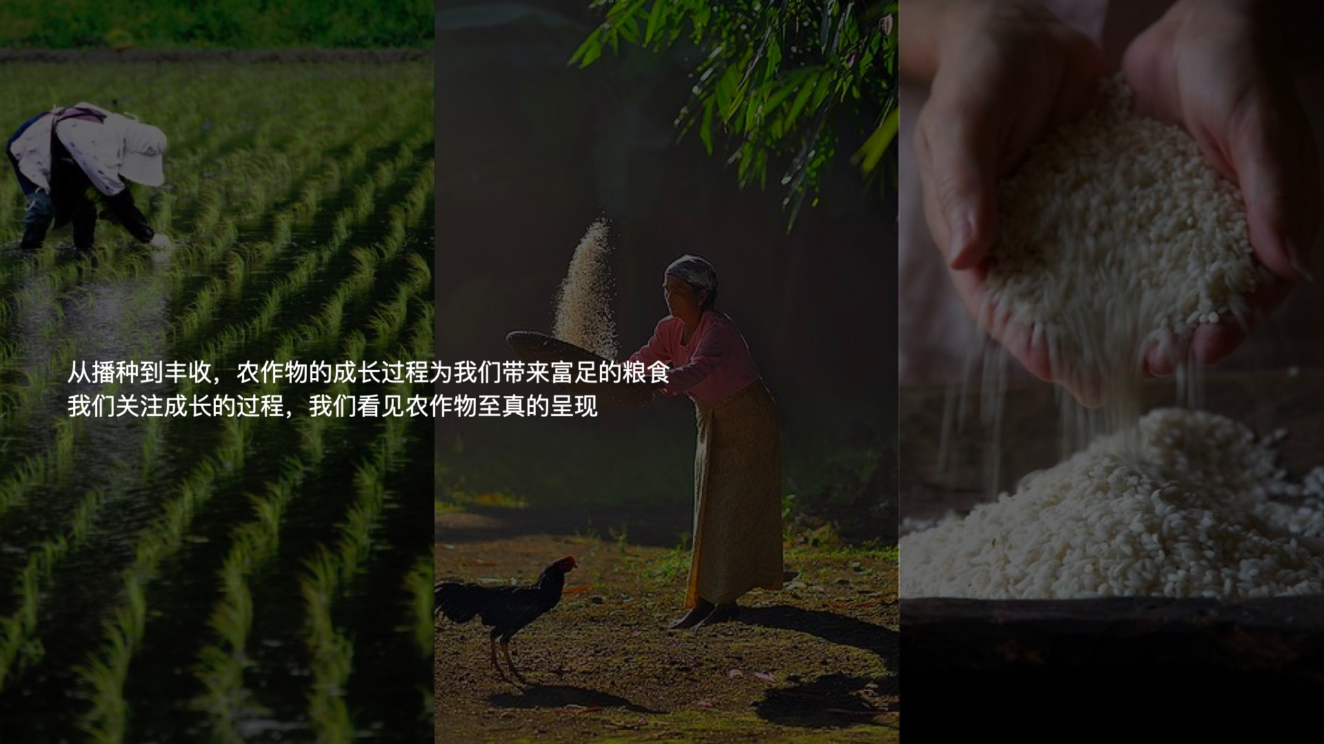 3雜糧項(xiàng)目_視覺概念_12:26.002.jpg
